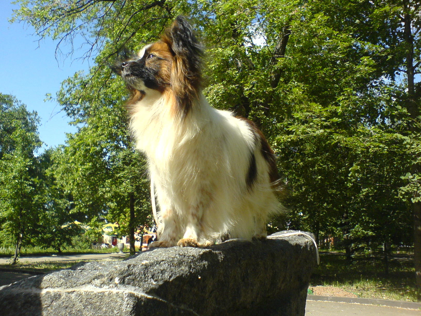 Папийон
