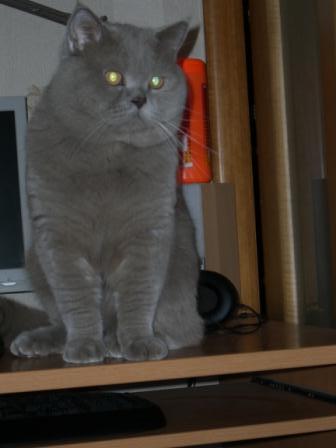 кот