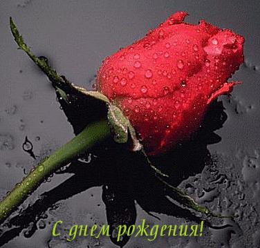 РОЗА ДЛЯ ОЛИ