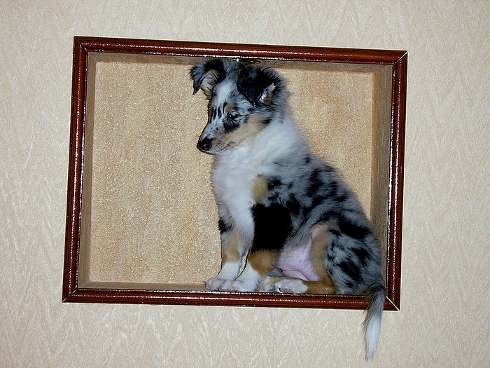 Шика